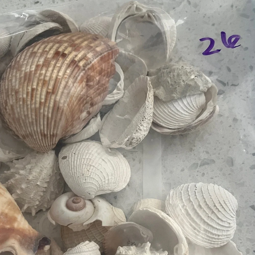 Hand Picked From the Beautiful Beaches of SWFL Decor,Crafting Natural Beauty